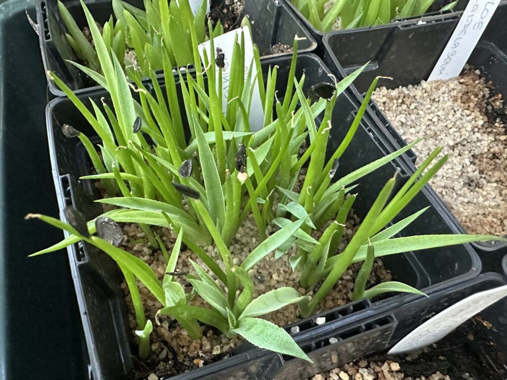 Plantule di agave fitte in un vasetto da semina, con i tegumenti neri dei semi ancora attaccati alla punta delle foglie