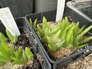 Jeunes semis d'Aloidendron dichotomum en godets sur substrat minéral, aux feuilles disposées sur deux rangs