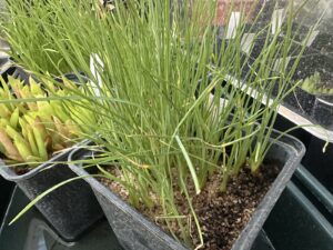 Jeunes semis de Nolina aux feuilles fines comme des herbes, en godet sur substrat minéral